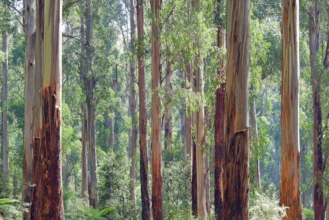 Tall eucalyptus forest in Victoria, Australia, with soft blue-green light