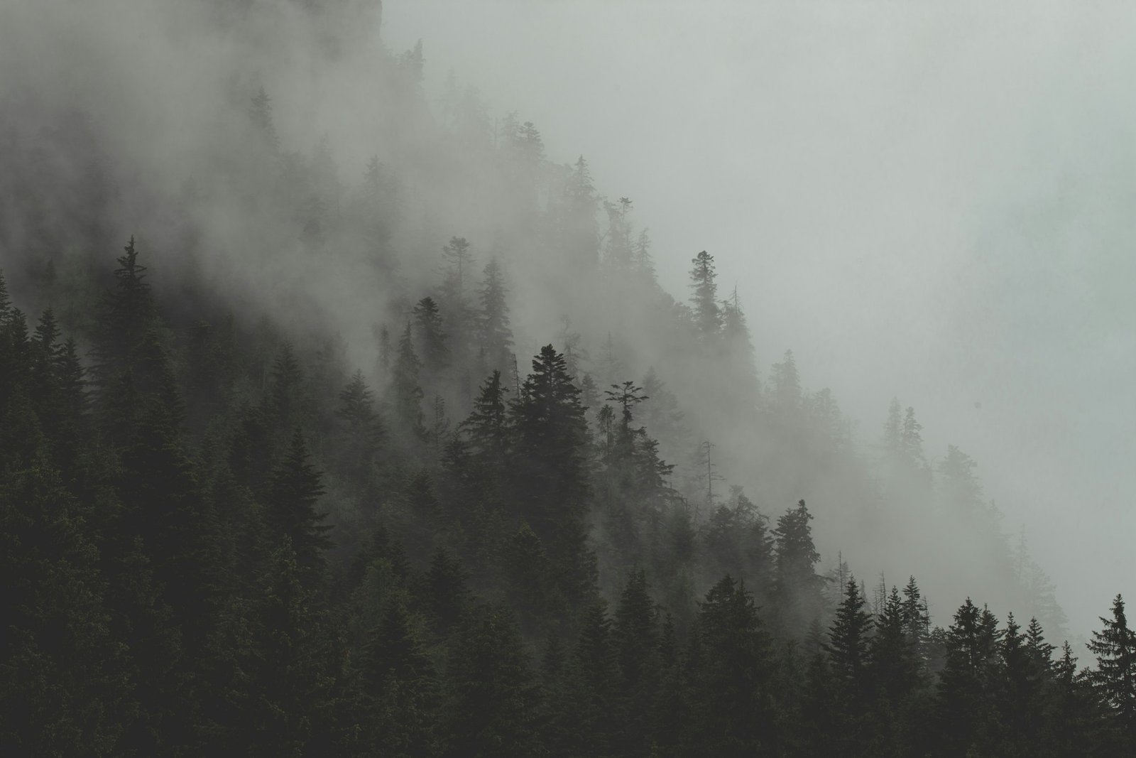 Layers of woodland trees fading into morning mist