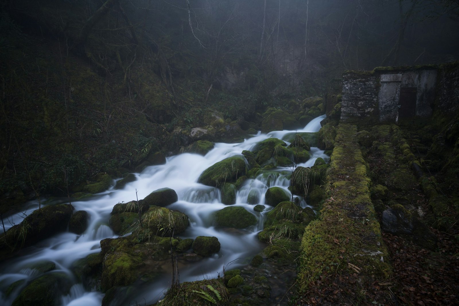 A stream winding through moss and forest