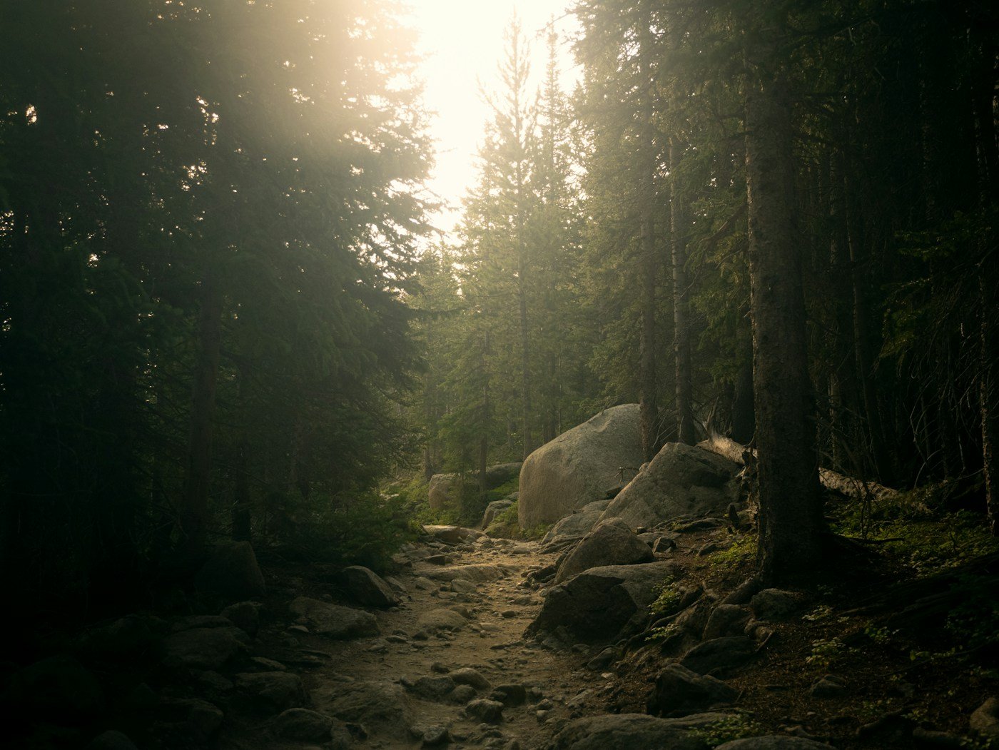 Forest path in the early light