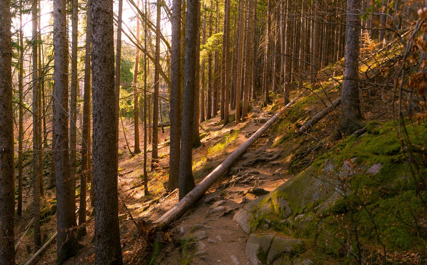 Woodland trail and trees