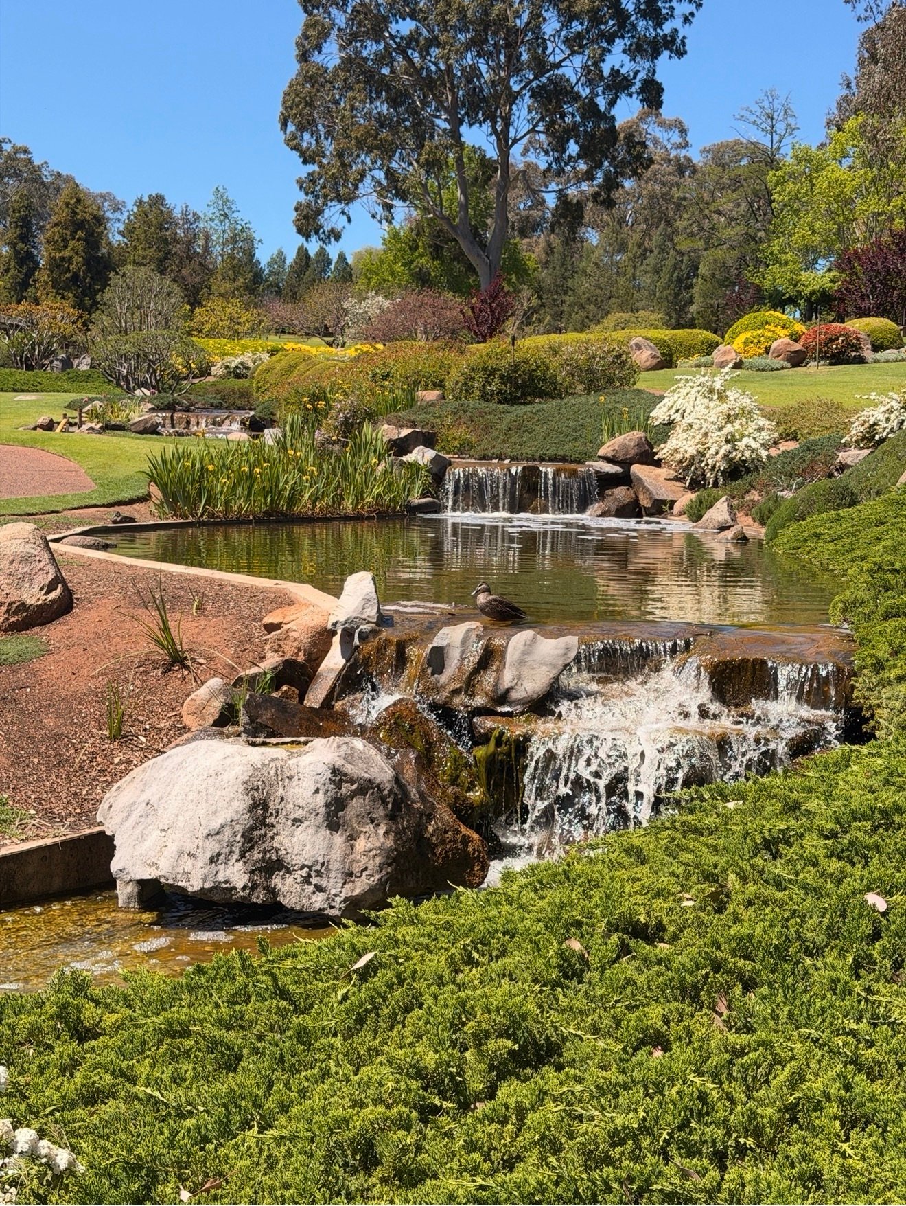 Waterfalls and landscaped pond at Cowra Japanese Garden
