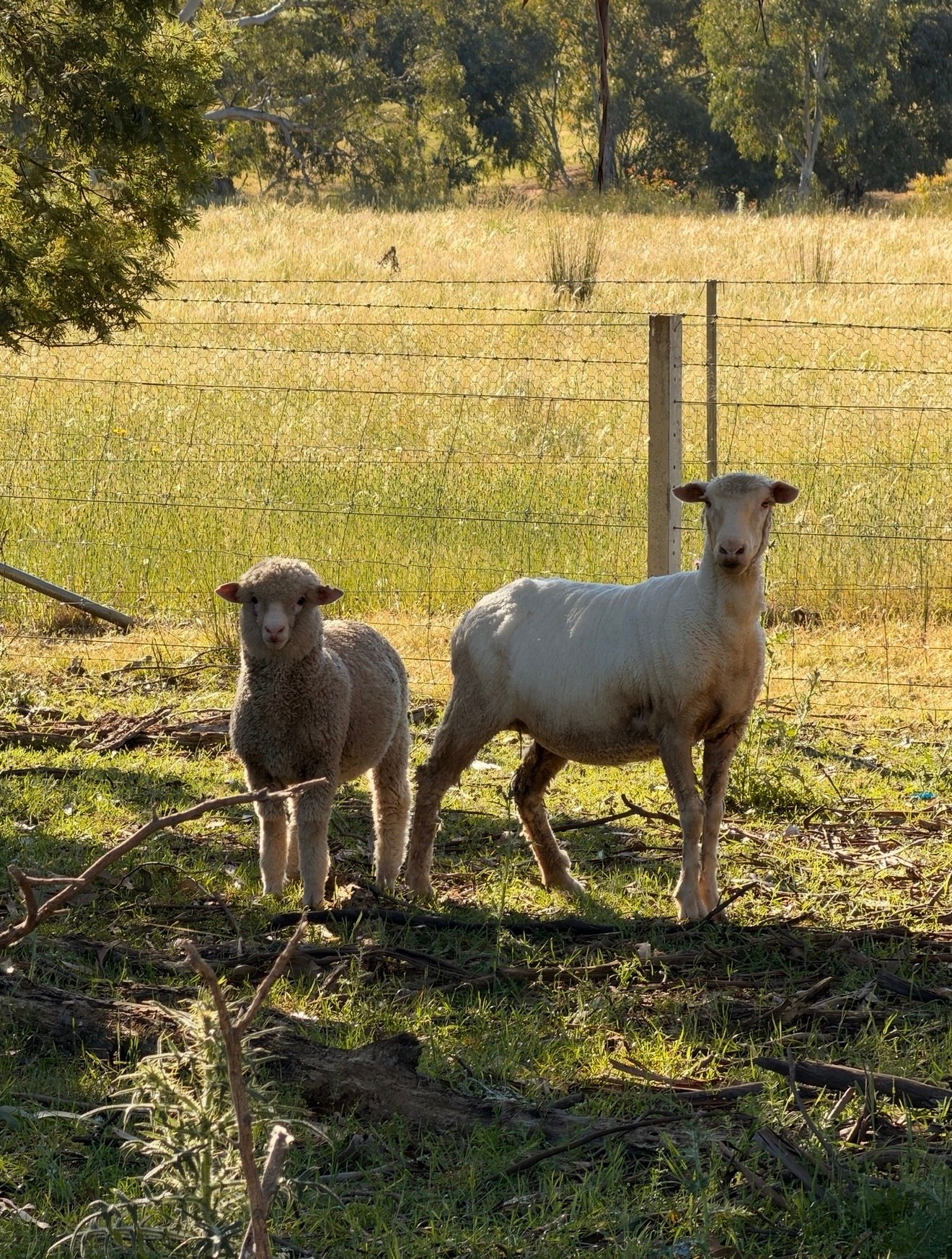 Sheep and lamb in a sunlit pasture near Cowra