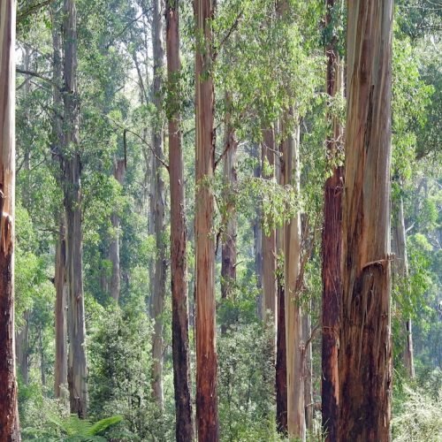 Tall eucalyptus forest in Victoria, Australia, with soft blue-green light